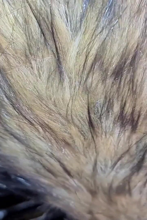 Slut-Orgasma Celeste the canine slut loves the equine cock