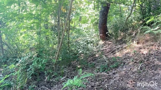Dirty Cattle Caught Pissing
