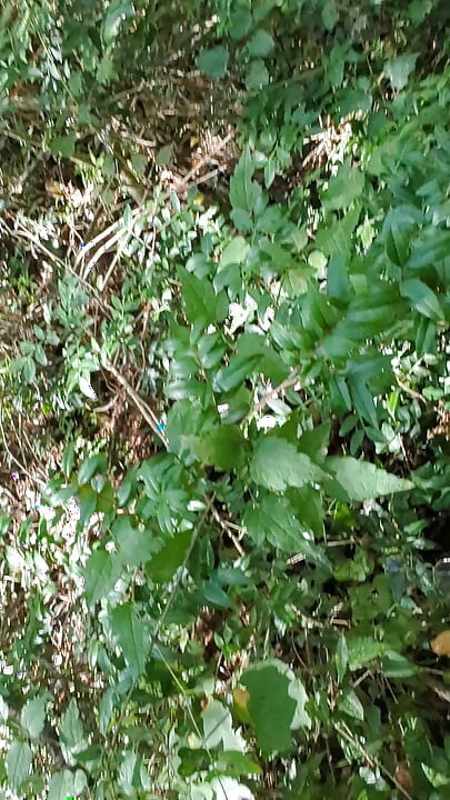 Amateur couple improvises a sudden fuck in the woods