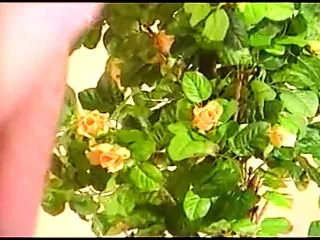 Сэндвич-экстрим 02