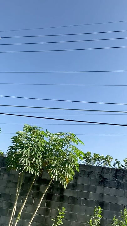 Sunny Day