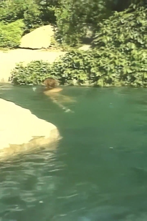 レズビアン・オルギー