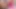 Big pink dildo satisfies Nicoletta's cunt