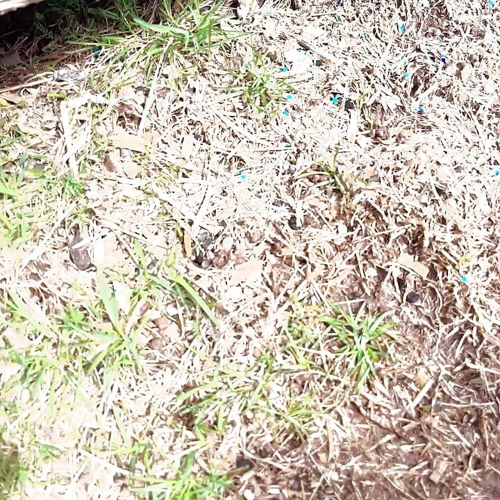 Pergi ke luar kemudian menunjukkan pepek kencing