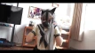 Videoförhandsgranskning