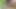 Dildo in the wood 2