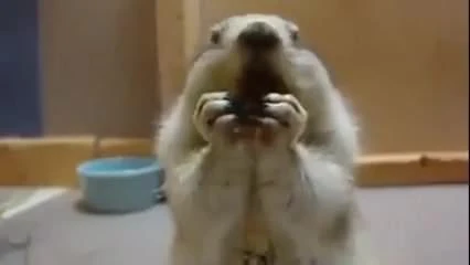 仓鼠