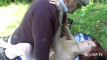 Pratinjau video