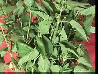 Nettle Torture