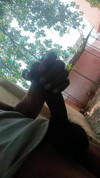 Pratinjau video