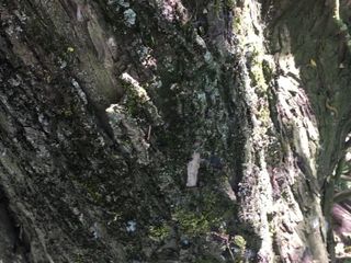 Ein Wichsen im Wald