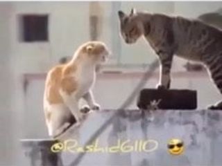 Walka kotów