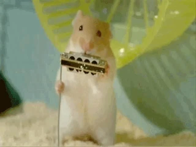 Xhamsters Jazz Band play Muskrat Ramble.