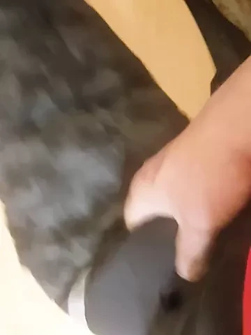 Jacket play