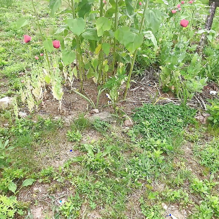 gardend outside pissing fun