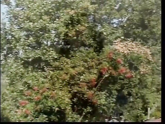 Lesbians on vacation