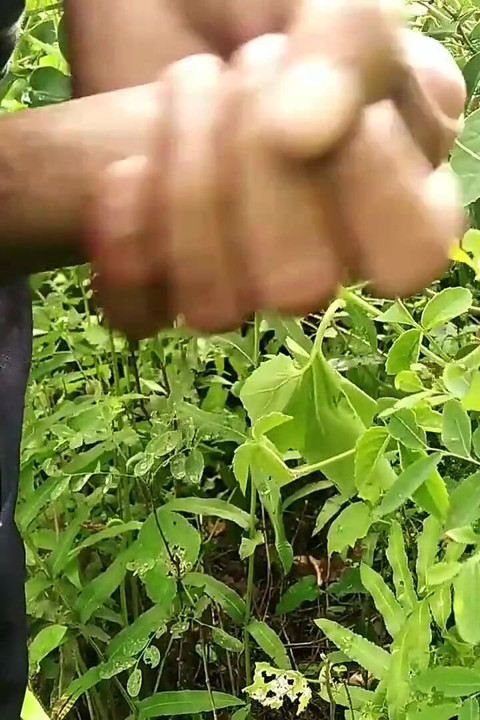 Beautiful Playing Cock in the Garden