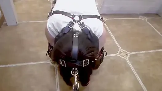 Mz18 - a Puppy Wearing Pajamas, Bound to Extreme Limits