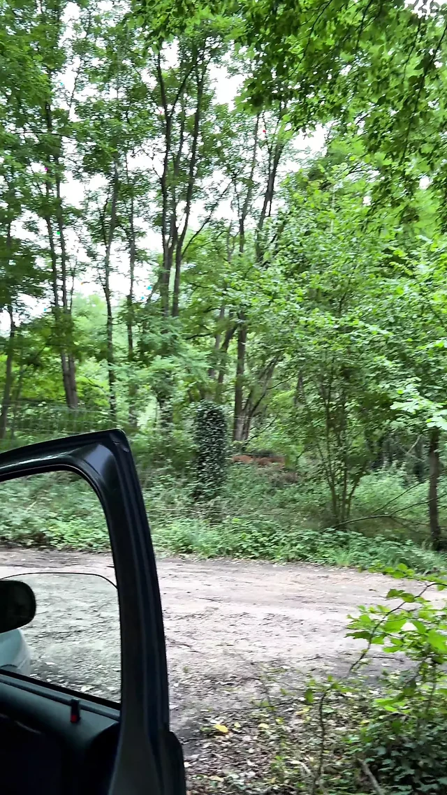 Break in the woods