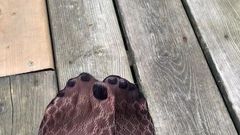 Boyalı ayak parmakları ile seksi naylon ayaklar