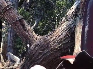 杉の木で鹿を狩る