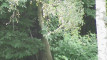 Pratinjau video