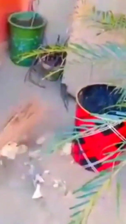 Sara Khan novi seks video | Isječak 3