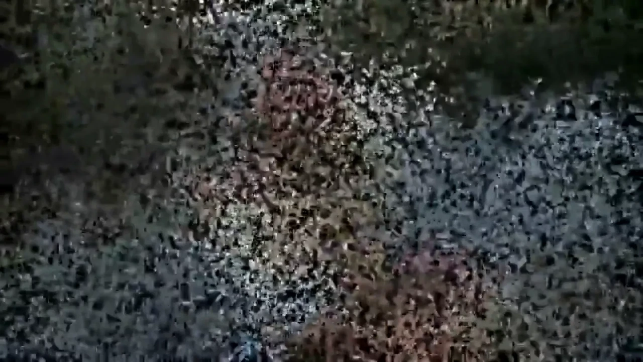 Dirt Lot Genius