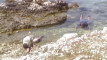Pratonton Video