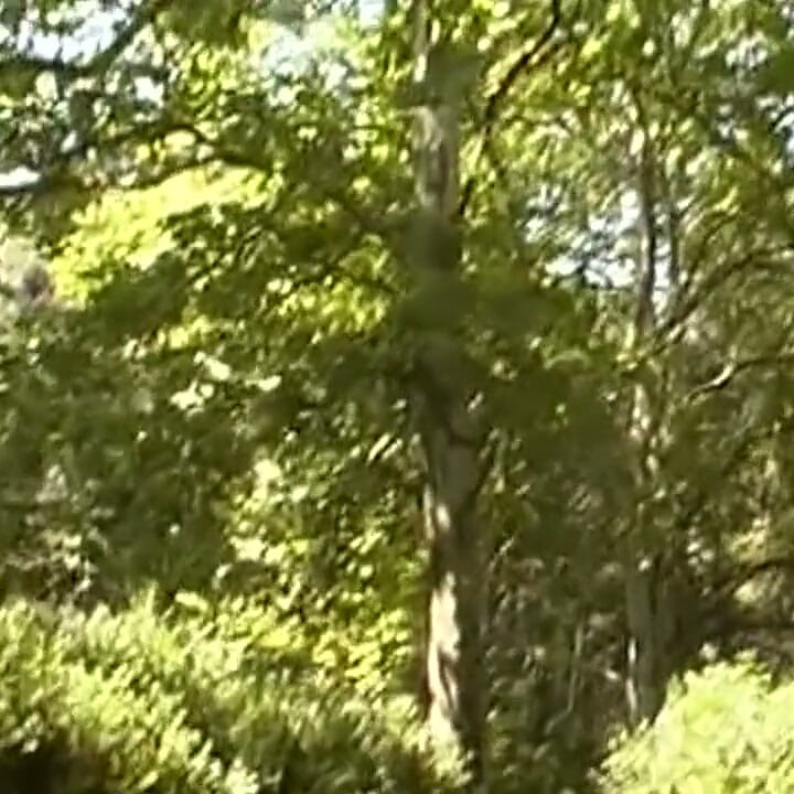 Mature Brunettes Devour Cock and Pussy in Wild Outdoor Threesome