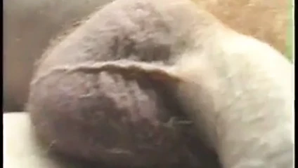 Yarağım yakın ve boşalıyor