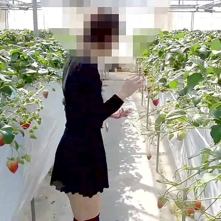 마유 45번: 딸기 따기 노출, 즉각적인 구강, 삼킴 전문화