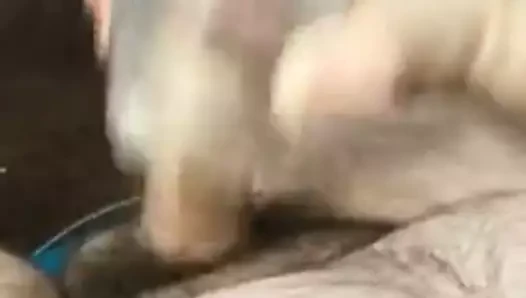 cep kedi