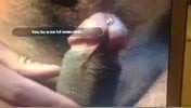 Wet Indian dick precumming