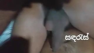 Sandaras cu fundul fierbinte Sri Lanka