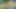 Futanari Marge Simpson Masturbating Cumshots