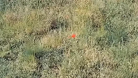 Video WillyAlexandruPetre
