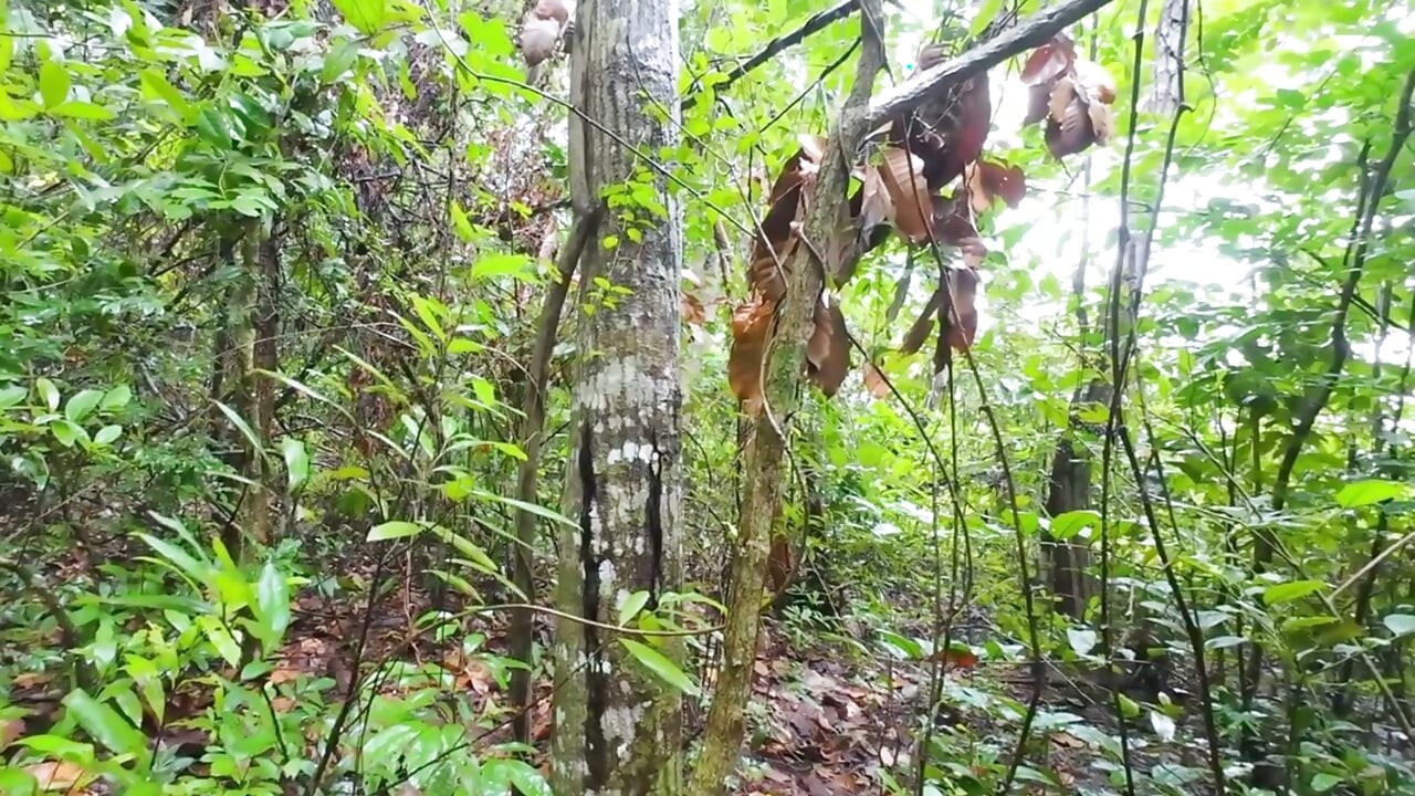 Thai Teenagers get Lost in the Forest and get Horny, so they have Sex.