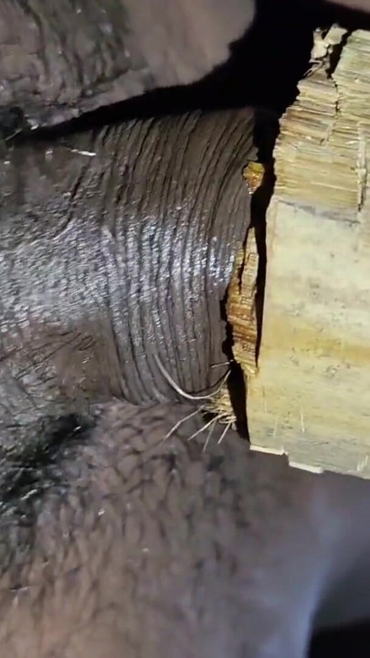 Indiano adolescente garoto fode um buraco de bambu para gozar e derrama muita porra dentro dele | Clipe 1