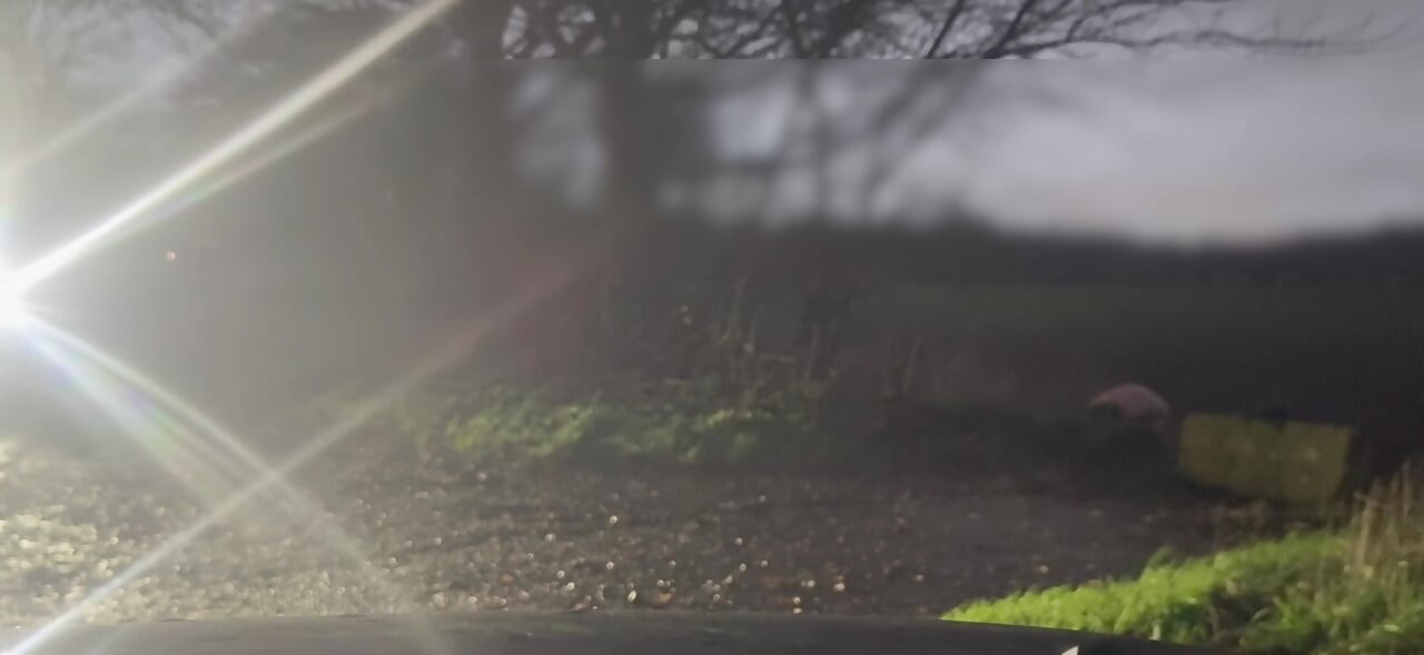 Telanjang dan bertelanjang kaki bersembunyi dari mobil yang lewat masturbasi dan twerking