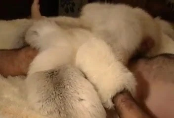 Humping Fox