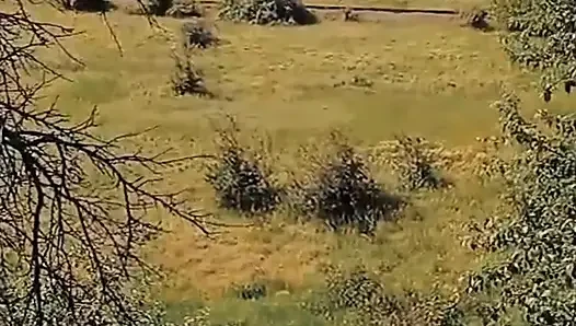 WillyAlexandruPetre video