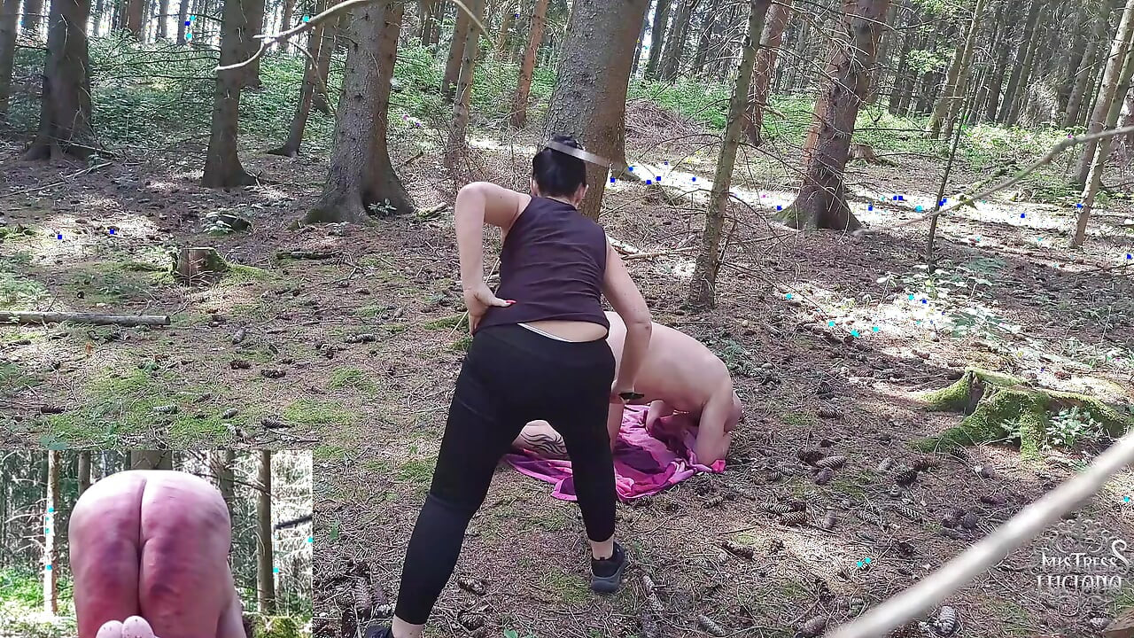 Rohrstock im wald 2