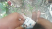 Pregled videozapisa