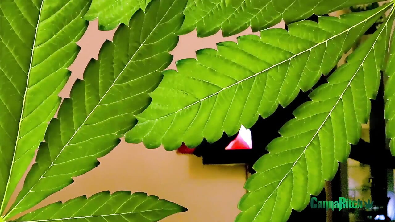 Hot blonde with puffy nipples smokes and getting fucked hard