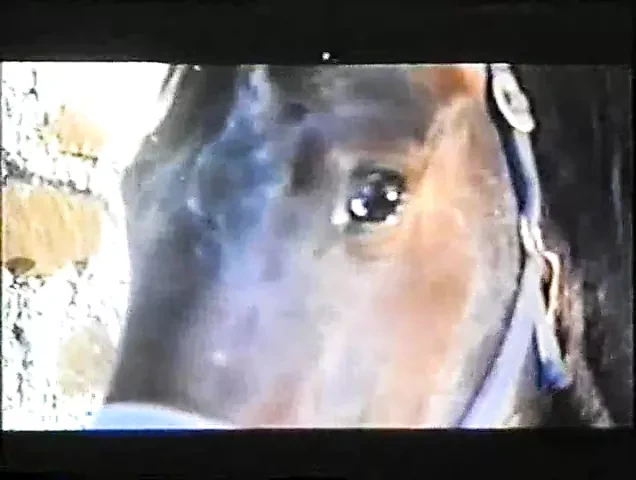 L'Amore e la bestia (1985)