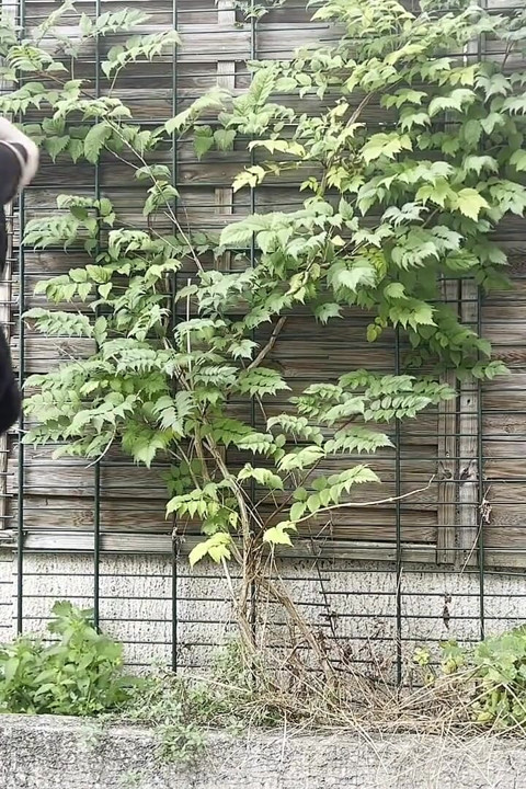 Outdoor Walk with See-through Clothes and Anal Masturbation