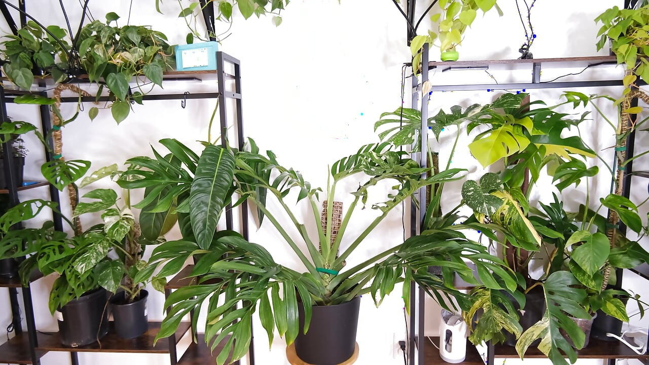 Moving My Plants Indoors