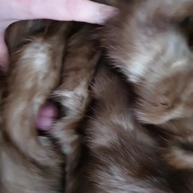 brown mink fur sex
