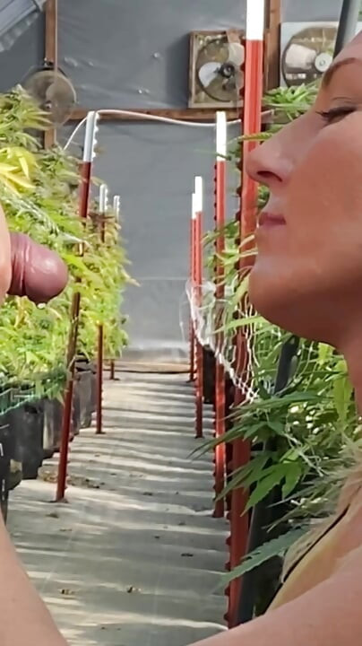 Neodoljivo pišanje i gutanje sperme pokorna gilfa